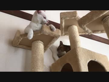 しっぽ捌きマスター猫、サビ子猫を家猫に教育する