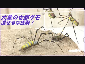 大量のジョロウグモを狭い場所に押し込んだら、危険すぎた・・・。