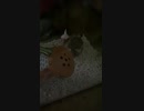 白頭さま