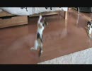 猫で永久機関をつくってみた。