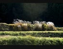 Nikon Dの世界2　　D100で撮影したぶん