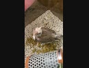 空を自由に飛びたいな〜♪