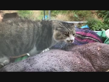 顔面力のあるボス顔野良猫、縁側でくつろぐ