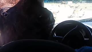 【動物】アグレッシブさが素敵www