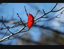 Nikon　D100　シグマ70-210F4-5.6