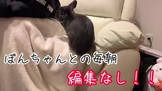 うさぎと彼女の毎朝