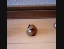 マリオの日常⑤