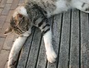 【カウントダウン】頭が落ちる猫