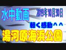 水中動画（2019年10月30日）in 湯河原海浜公園