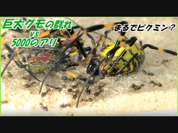 まるでピクミン？巨大グモの群れに突撃する5000匹のアリ!