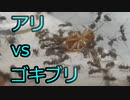 【ありの飼育記#82】蟻にゴキブリ与えてみた　Ant　vs　Red Roach