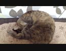 拾いねこ＠生後2683/2650日目　ねむねむアコツキ。