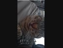 超絶人懐っこい野良猫と戯れてみた。