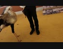 東武動物公園　バードショー～Flap the wing～