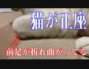 正座する猫
