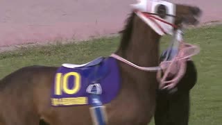 2019年11月9日高知競馬 ディアマルコ号引退式