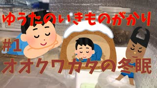 【ゆうたのいきものがかり】#1「オオクワガタの冬眠準備編」