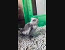 今朝プブ