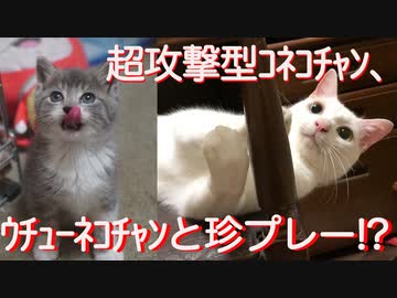 因縁のコネコチャン、珍プレー子猫教室に入門する