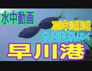 水中動画（2019年10月30日）in 早川港