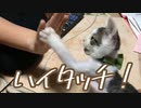 ハイタッチする子猫