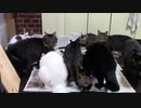 こんしゅうのおやつ【蒼民家の猫々】