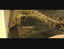 【ムカデ】４０ｃｍ！？まさにムシキング