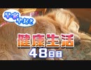 【Minecraft】早寝早起き 健康生活 48日目