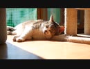 株式会社FOCUS SQUARE　濱西画｜かわいい猫