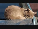 株式会社FOCUS SQUARE 濱西画｜お昼寝の猫