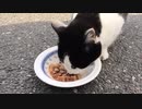 株式会社FOCUS SQUARE　濱西画｜エサを食べる猫