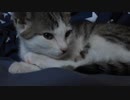 株式会社FOCUS SQUARE　濱西画｜寝る前の猫