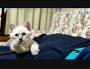 実家に生息する小さいねこ