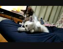 じゃれあう子猫ぐうかわ！