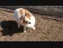 庭で日向ぼっこをするワンコ（パピヨン）2