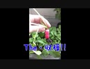 嗚呼、収穫の喜びよ!! ～二十日大根編～