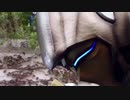 ff外から失礼するカッシーン