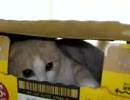 ビール（モルツ）箱に入ってる猫