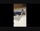 先住猫VS子猫　箱を巡る戦い！
