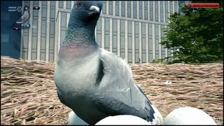 【Pigeon Simulator】殿下鳩