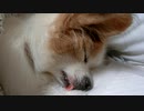 舌をクルっと巻いて眠るワンコ（パピヨン）