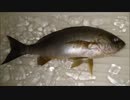 夜の船釣り　令和元年１１月１０日