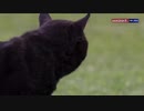 【ぬこ】NFLのスタジアムに現れた猫【ネコ】