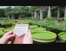 親指ピアノ【LingTing】《山有木兮》伦桑_橙光音乐