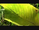 Macro Shot of Leaf Blowing in Wind 　えひめ共同産業合同会社