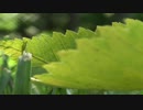 Pull Focus Leaf in Grass　えひめ共同産業合同会社