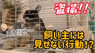 【うさぎ】【盗撮】ぼんずの日常