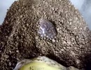 RTAするアメフクラガエル