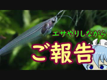 【アクアリウム】給餌風景垂れ流し　/幻想水景記.11.5