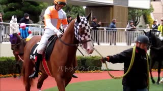 【現地映像】緊張感のないパドック　よそ見ばかりする馬多数　パドッククイズ難易度D